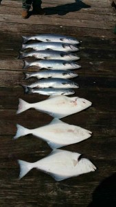 Hot Pursuit charters fishing results