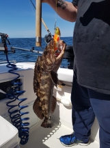lingcod caught in Ucluelet with Hot Pursuit charters