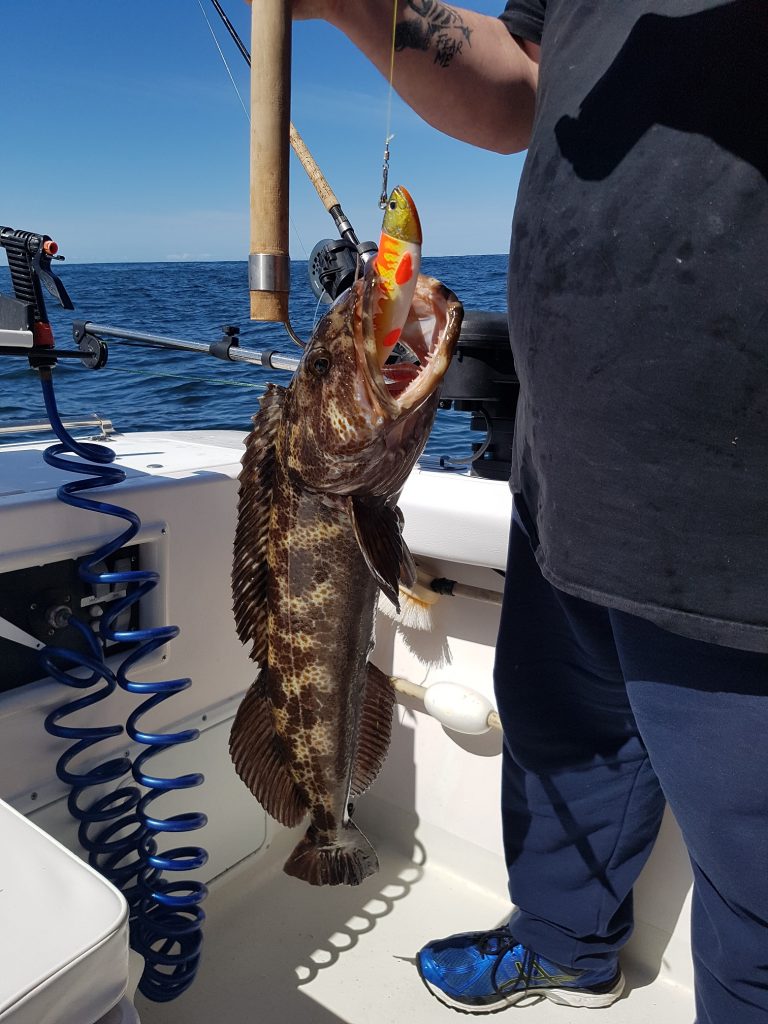lingcod caught in Ucluelet with hot pursuit charters fishing trip