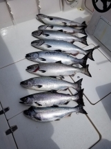 Ucluelet Salmon-Ucluelet Fishing Chraters